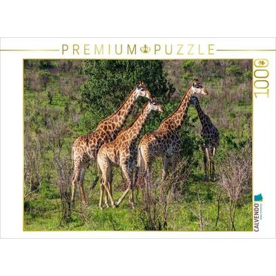 CALVENDO Puzzle Giraffen unterwegs zum Wasserloch, Südafrika | 1000 Teile Lege-Größe 64x48cm Foto-Puzzle für glückliche Stunden