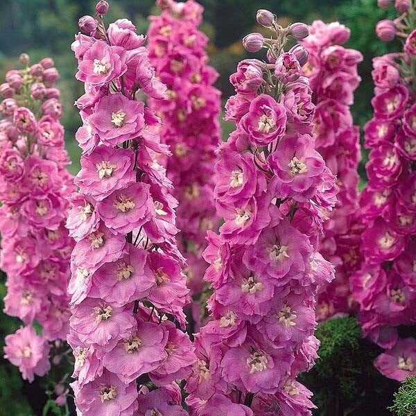 6x Pacific Delphinium Astolat in pot van 9x9 cm door Arborix