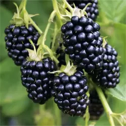 Stachellose Brombeere – Rubus fruticosus 'Thornfree'