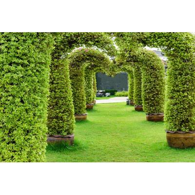 Fototapete PAPERMOON "GARTEN-ALLEE BLUMEN BÄUME PFLANZEN STEINE WALD PERGOLA", bunt, B:2,5m L:1,86m, Vlies, Tapeten