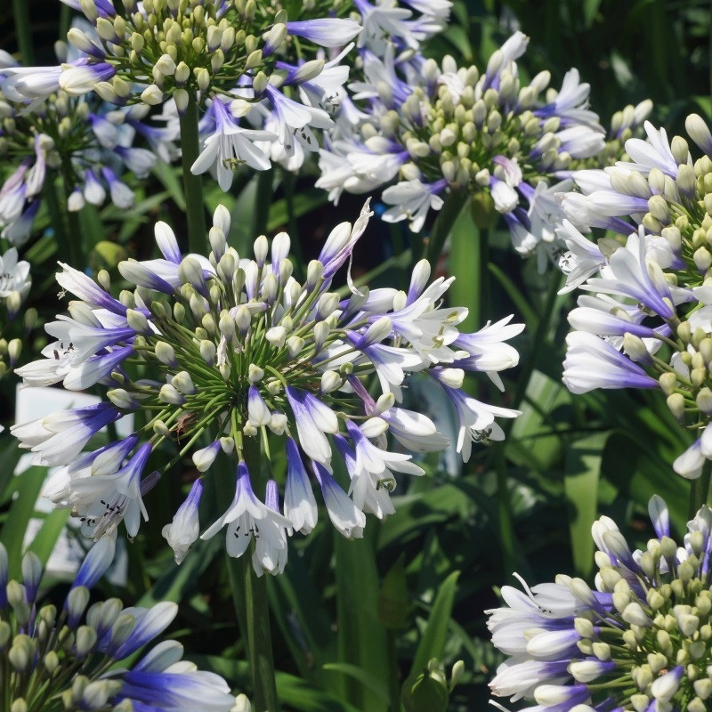 6 x Agapanthus hybrida Twister Arborix - Pot van 9x9 cm