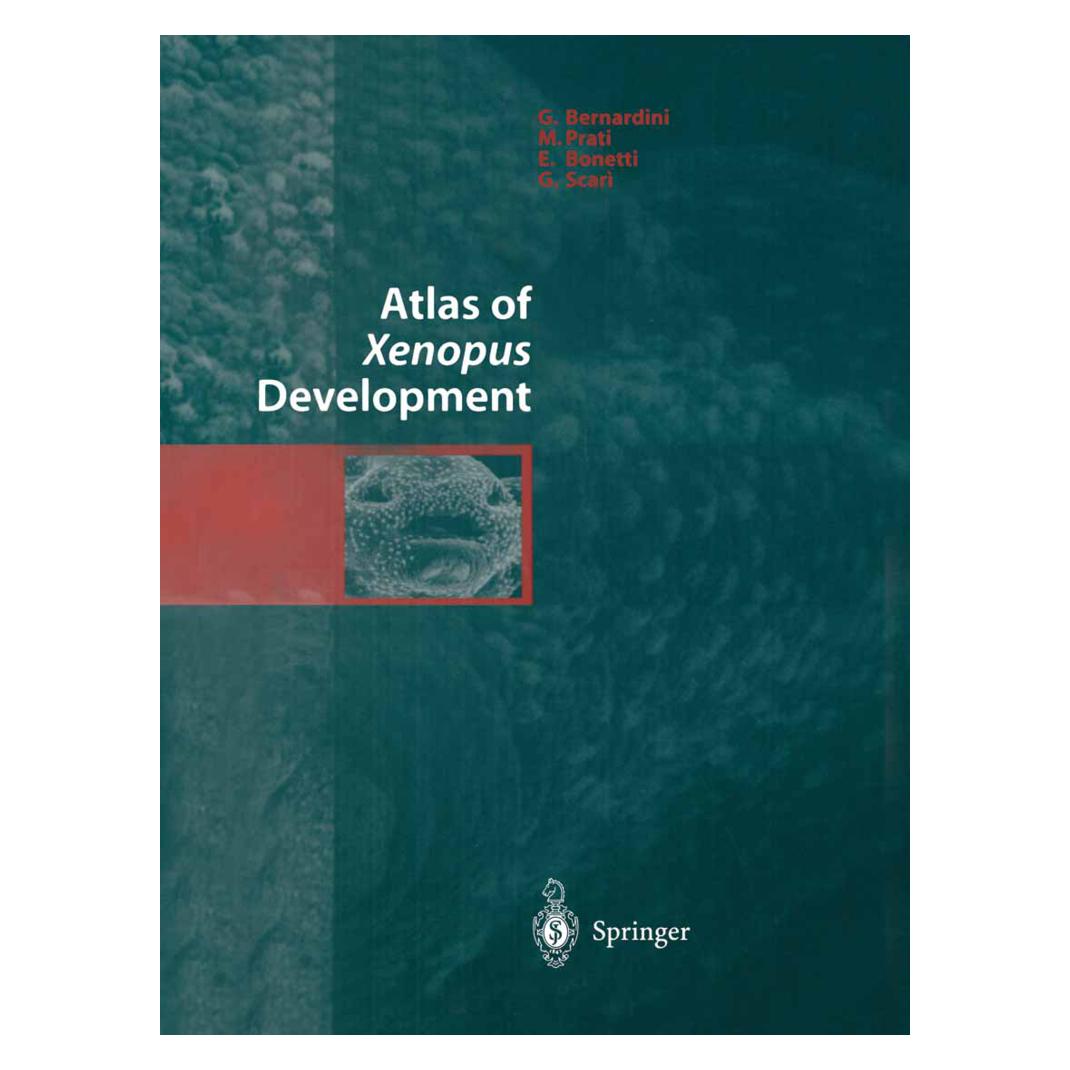 Springer Atlas of Xenopus Development (Englisch, E. Bonetti, G Bernardini, G. Bernardini, G. Scari, M. Prati) (55538466)
