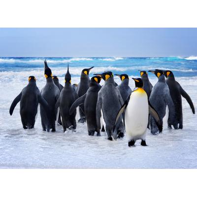 Fototapete PAPERMOON "King Penguins", bunt, B:4m L:2,6m, Vlies, Tapeten