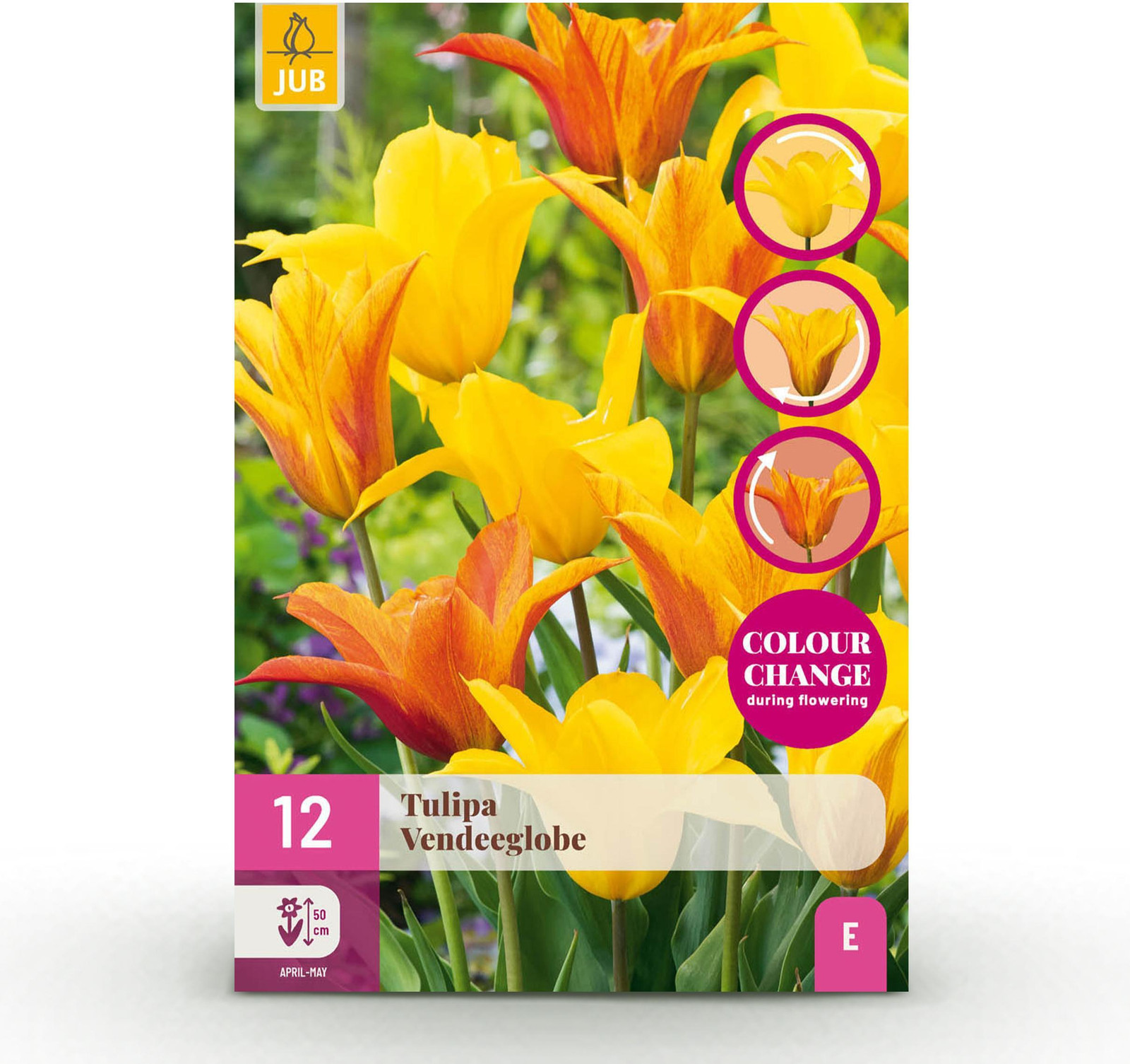 Pflanzenboutique Tulp Vendeeglobe Geel - 12 stuks - Bolmaat 11/12