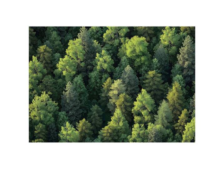 FOTOTAPETE Wald Bäume Natur Vlies Tapete Wohnzimmer 200x140