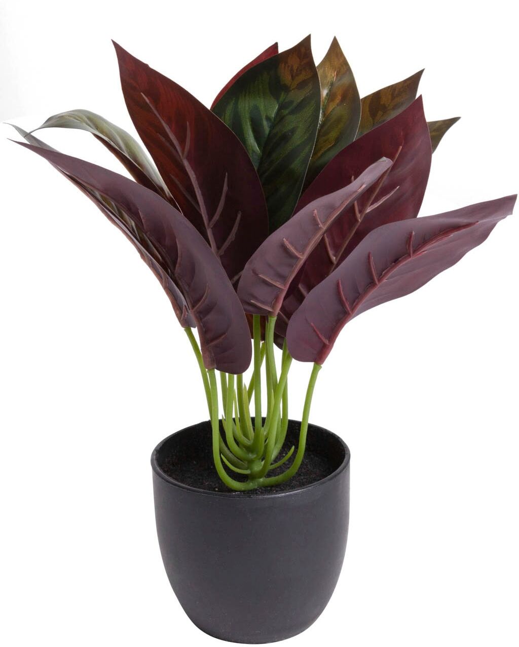 Künstliche Zimmerpflanze BOTANIC-HAUS "Calathea", grün, B:20cm H:20cm T:20cm Ø:20cm, Kunststoff, Kunstpflanzen, Künstliche Zimmerpflanze