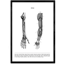 POSTER Anatomie Muskeln & Knochen Arm A4 Rahmenlos
