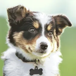 240x PAPER + DESIGN Tissue-Serviette 33 x 33 cm Sweet Dog 3-lagig