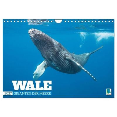 Wale: Giganten der Meere (Wandkalender 2027 DIN A4 quer), CALVENDO Monatskalender
