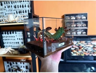 Inspire Essentials Real Crab Specimen Display Collectible Ocean Decor Desk Ornament 25