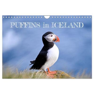 Puffins in Iceland (Wall Calendar 2027 DIN A4 landscape), CALVENDO 12 Month Wall Calendar