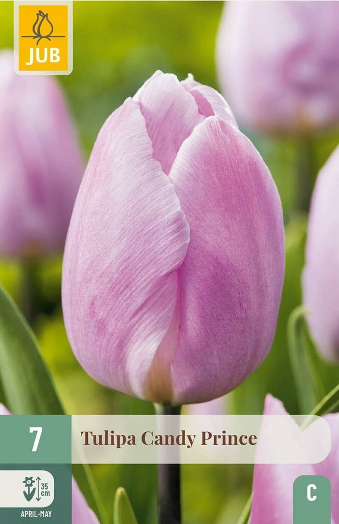 Tulipa Candy Prince JUB tulpenbollen, 10 stuks