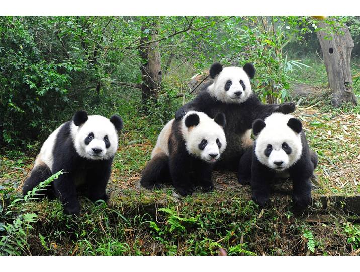 Fototapete PAPERMOON GROssER PANDA BÄR-TIERE CHINA WALD LANDSCHAFT BÄUME , bunt, B:2m L:1,49m, Vlies, Tapeten, Fototapete