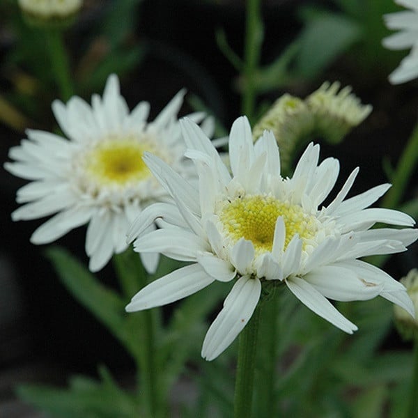 6 x Margriet Leucanthemum Christine Hagemann in pot van 9x9 cm