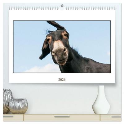 Esel Lebensfreude - Spaß mit Langohren (hochwertiger Premium Wandkalender 2026 DIN A2 quer), Kunstdruck in Hochglanz