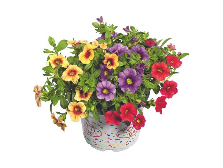 Petunie Confetti ' (Petunia 'Confetti '), Topfgrösse Ø12cm'