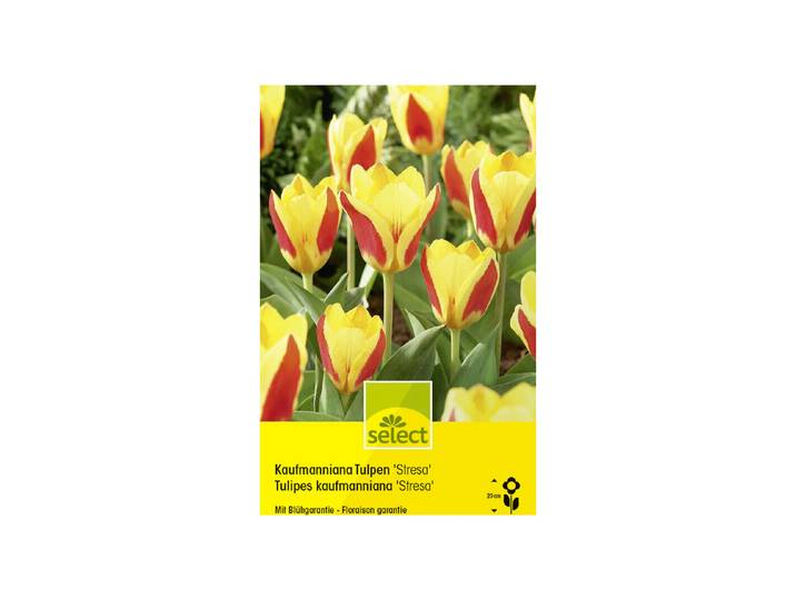 Select Blumenzwiebel Kaufmanniana Tulpen Stresa ''