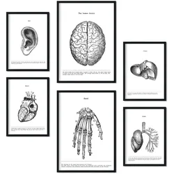 POSTER Set Mit 6 Belies Sammlung A3 & A4 Rahmenlos