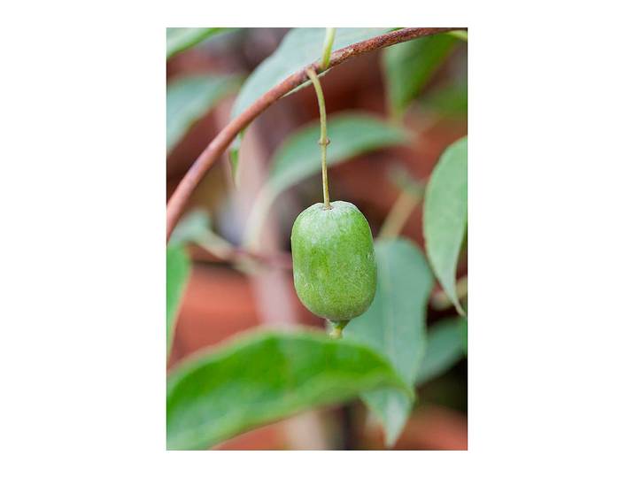 Kiwi Issai ' (Actinidia arguta 'Issai '), Topfgrösse Ø21cm'