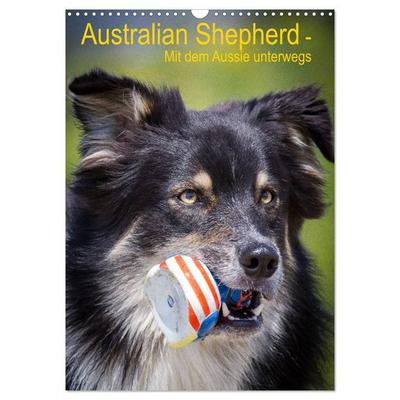 Australian Shepherd – Mit dem Aussie unterwegs (Wandkalender 2026 DIN A3 hoch), CALVENDO Monatskalender
