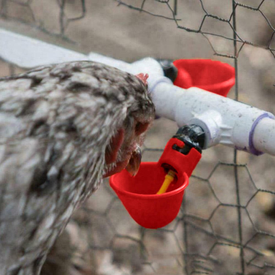 PetsAreLife Automatic Chicken Water Feeder Cups 10 Pcs