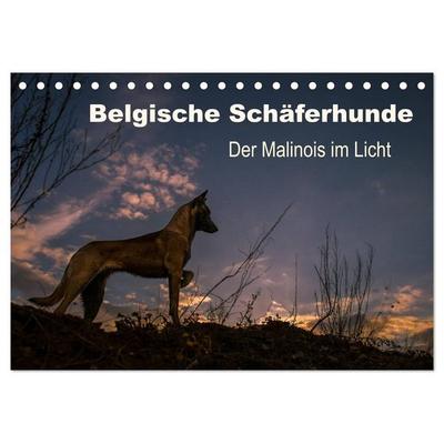 Belgische Schäferhunde - Der Malinois im Licht (Tischkalender 2026 DIN A5 quer), CALVENDO Monatskalender