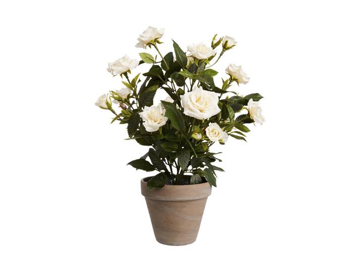 Mica Rosenstrauch im Topf 33 × 25 cm