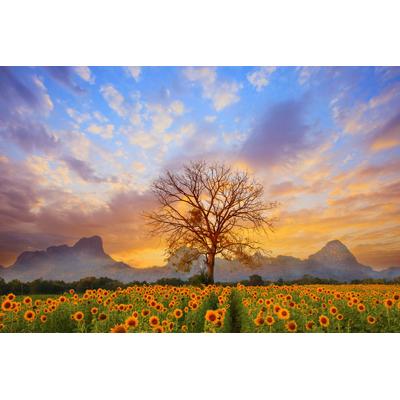 Fototapete PAPERMOON "Sonnenblumen Dusky Sky", bunt, B:3,5m L:2,6m, Vlies, Tapeten