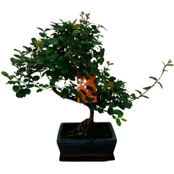 Tchibo - Bonsai »Zelkova – Chinesische Ulme« - grün