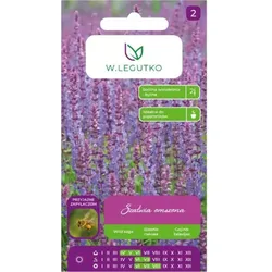 Beflockter Salbei – violettblau