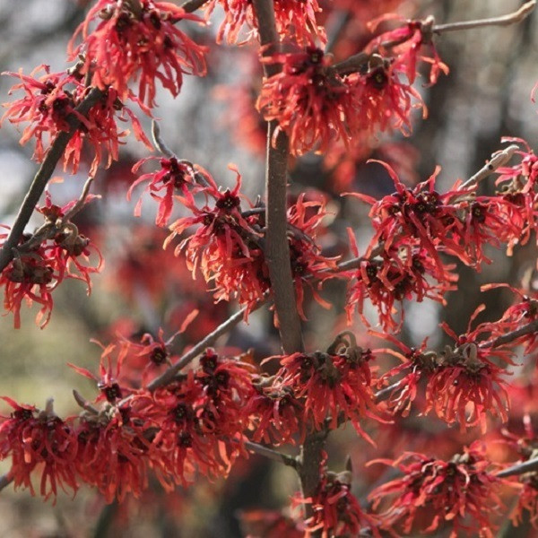 Arborix Toverhazelaar Hamamelis intermedia Diane in pot, 40-60 cm