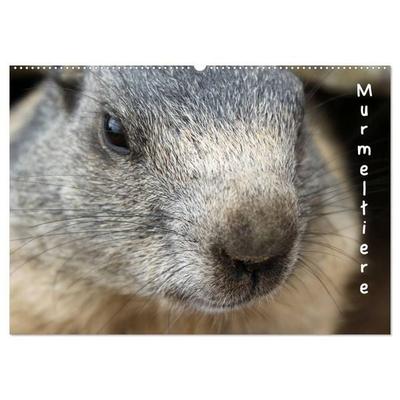 Murmeltiere (Wandkalender 2027 DIN A2 quer), CALVENDO Monatskalender