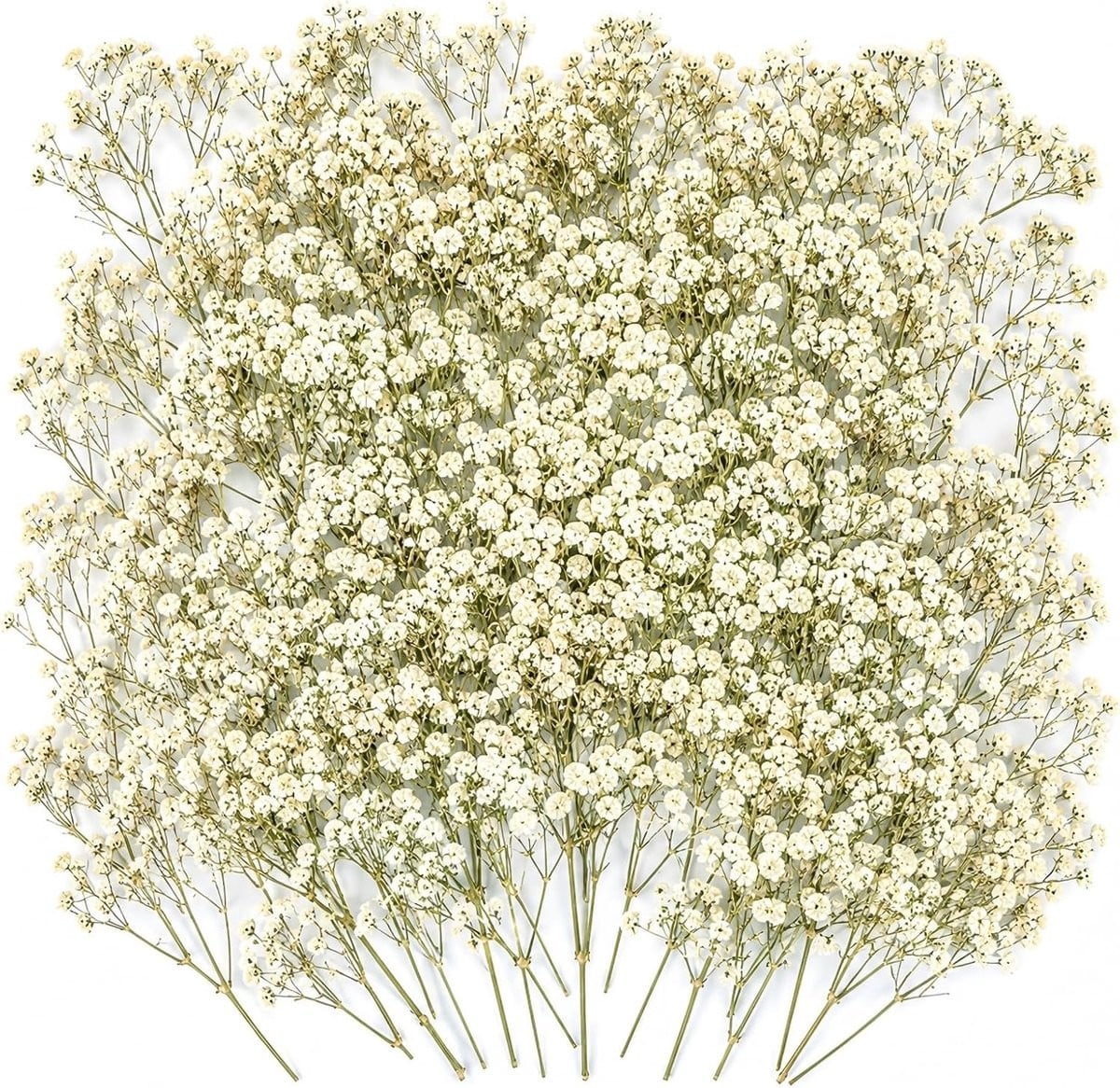 Witte gedroogde gypsophila voor decoratieve bloemstukken en creatieve bruiloftsprojecten