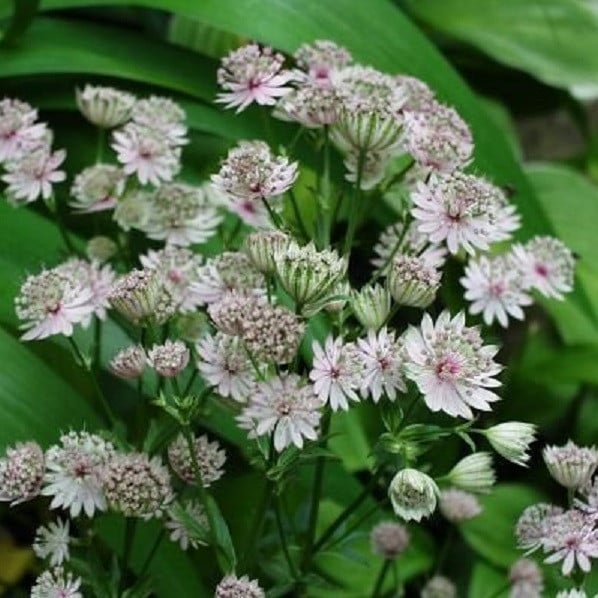 6 x Astrantia major Alba Grote sterrenbloem - Pot van 9x9 cm