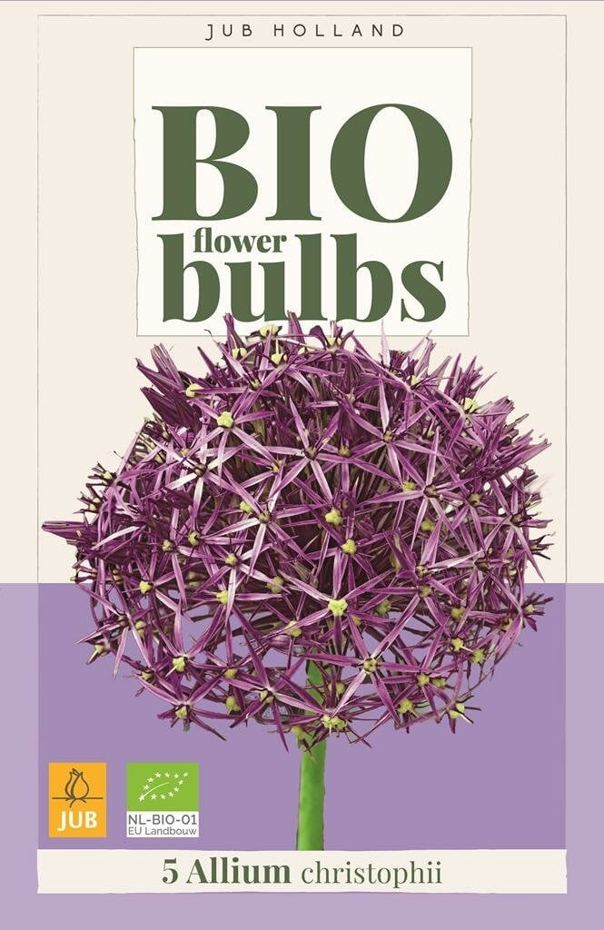 Jub Bio Allium Christophii 5 bollen