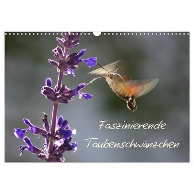 Faszinierende Taubenschwänzchen (Wandkalender 2026 DIN A3 quer), CALVENDO Monatskalender