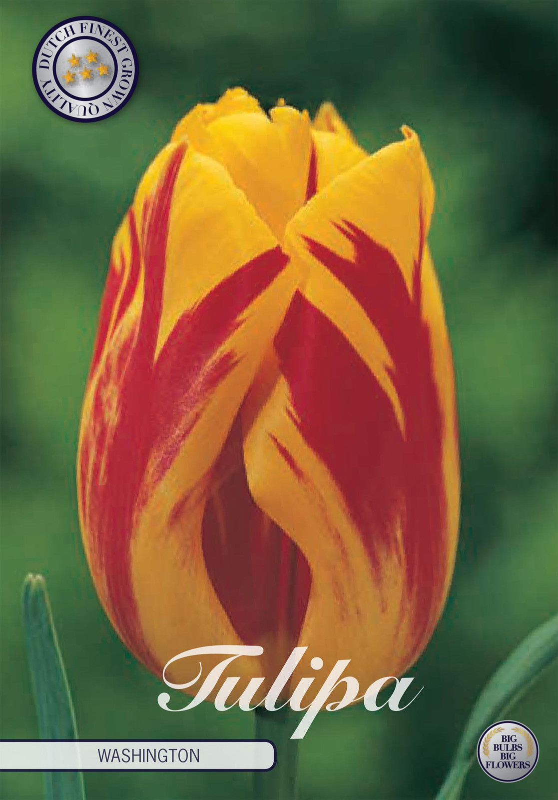 Sam van Schooten Tulpen Washington (10 stuks)