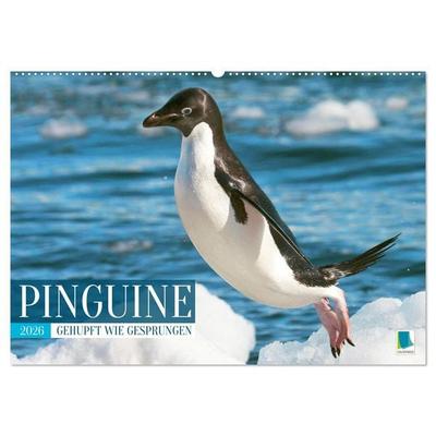 Pinguine: Gehupft wie gesprungen (Wandkalender 2026 DIN A2 quer), CALVENDO Monatskalender