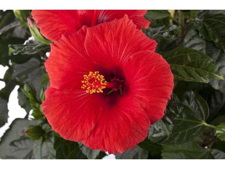 Qualité & Prix Chinesischer Roseneibisch ⌀ 13 cm