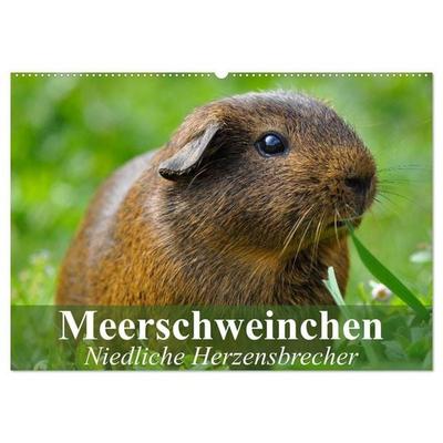 Meerschweinchen Niedliche Herzensbrecher (Wandkalender 2027 DIN A2 quer), CALVENDO Monatskalender