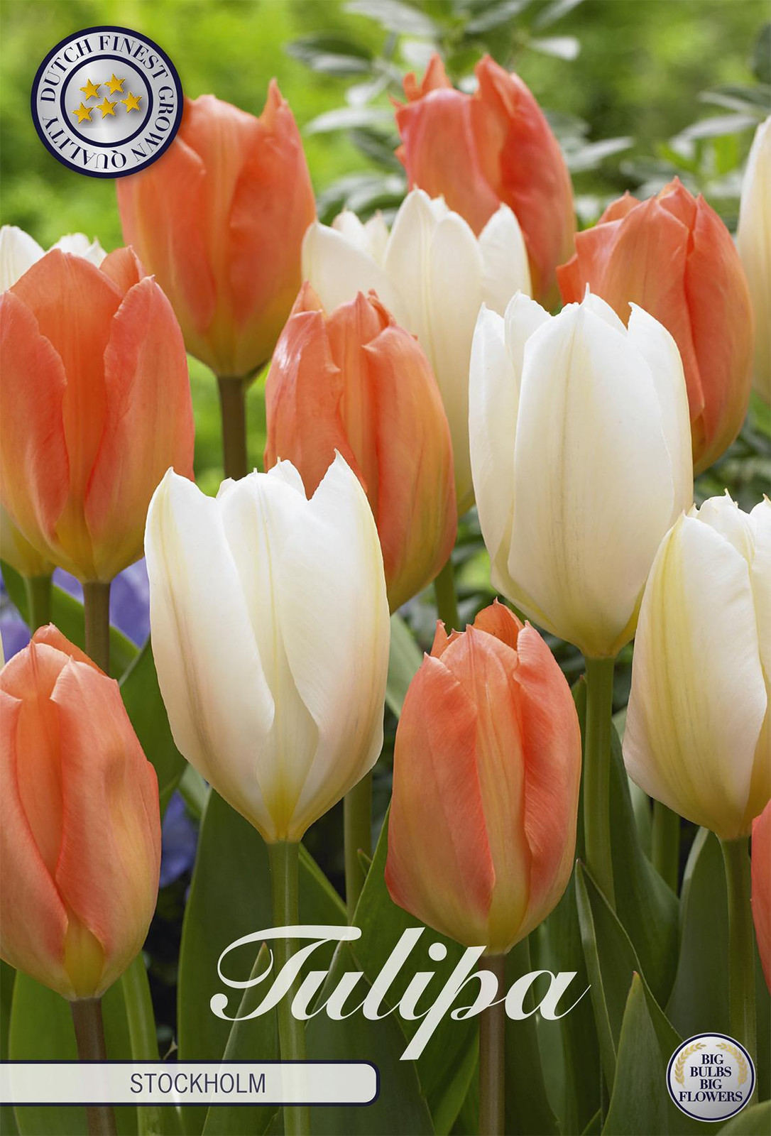 Sam van Schooten Tulpen Stockholm (10 stuks)