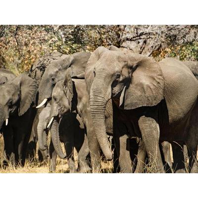 CALVENDO Puzzle Elefanten im Bwabwata Nationalpark | 1000 Teile Lege-Größe 64x48cm Foto-Puzzle für glückliche Stunden