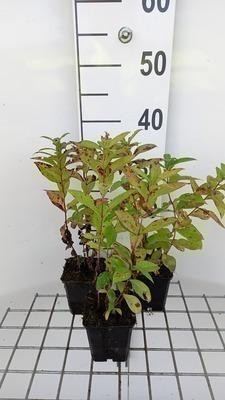 6 x Phlox Blue Boy vlammende Phlox, pot van 9 x 9 cm, GRDplanten