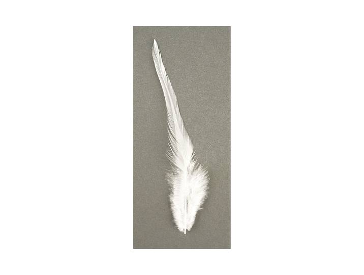 Rayher Trendyfeder 10-15 cm 2 g