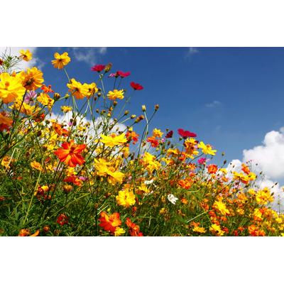 Papermoon "Blumenwiese"