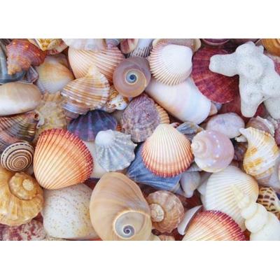 All the Shells 1000-Piece Jigsaw Puzzle