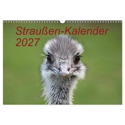 Straußen-Kalender 2027 (Wandkalender 2027 DIN A3 quer), CALVENDO Monatskalender