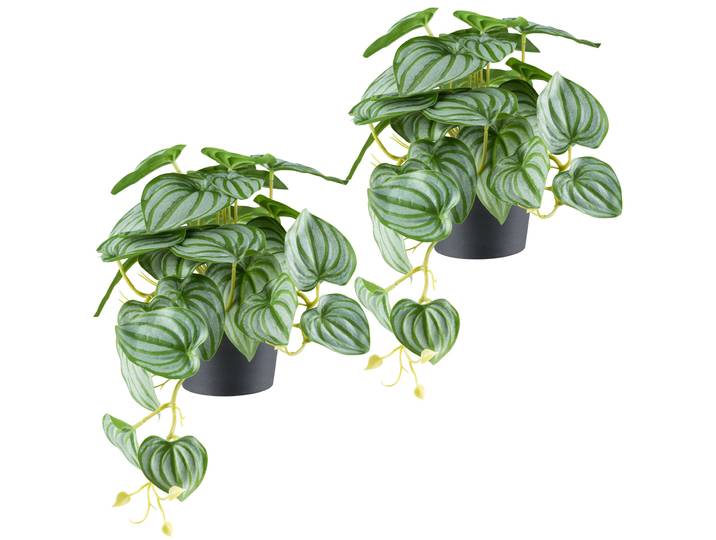 Kunstpflanze CREATIV GREEN Peperomia , grün (grüngrau), B:40cm H:24cm, Kunststoff, Kunstpflanzen, Kunstpflanze, mit naturgetreuem Blattwerk Peperomia