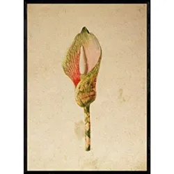 POSTER Arumlilie. A4 Schwarzer Rahmen