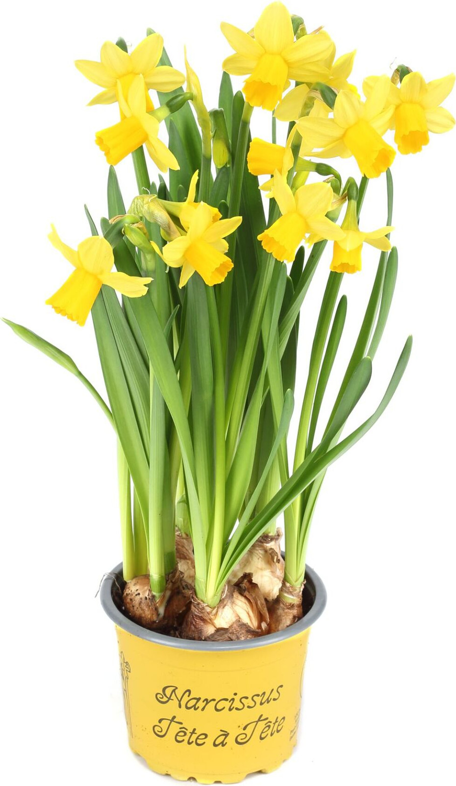 20 stuks Narcissen Tête-à-Tête in 9 cm pot - Paasbloemen